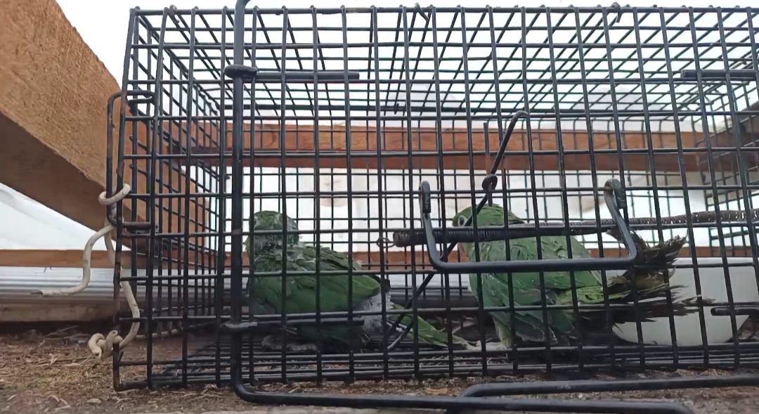 Aves silvestres contidas em gaiola de contenção durante atendimento técnico